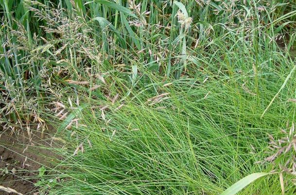 Seminte gazon Festuca rubra